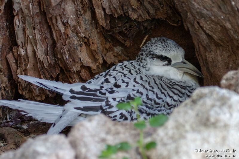 White-tailed Tropicbirdjuvenile