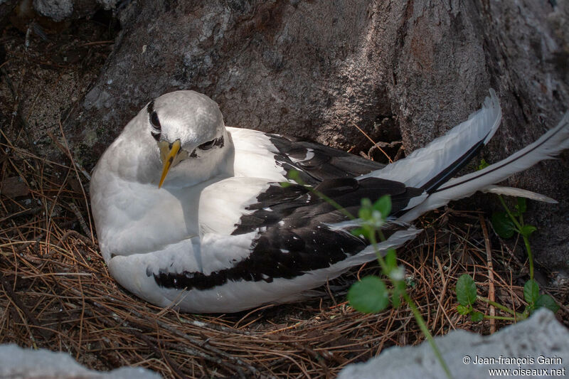 White-tailed Tropicbird