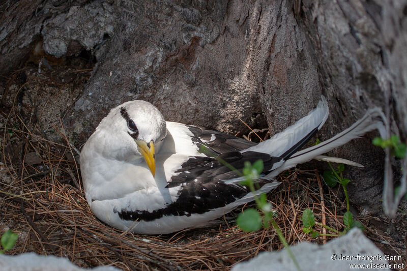 White-tailed Tropicbird