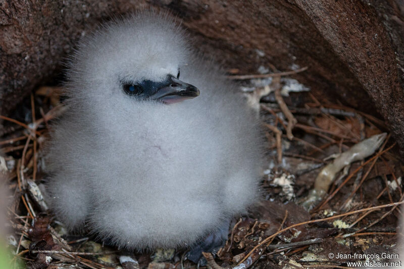 White-tailed TropicbirdPoussin