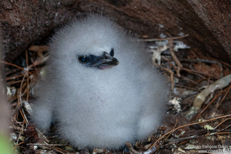 White-tailed TropicbirdPoussin