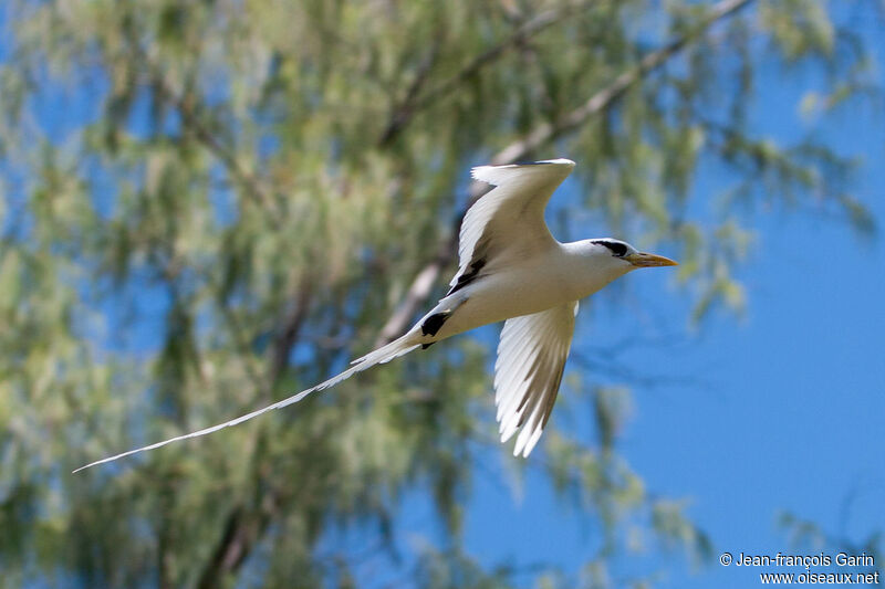 White-tailed Tropicbird