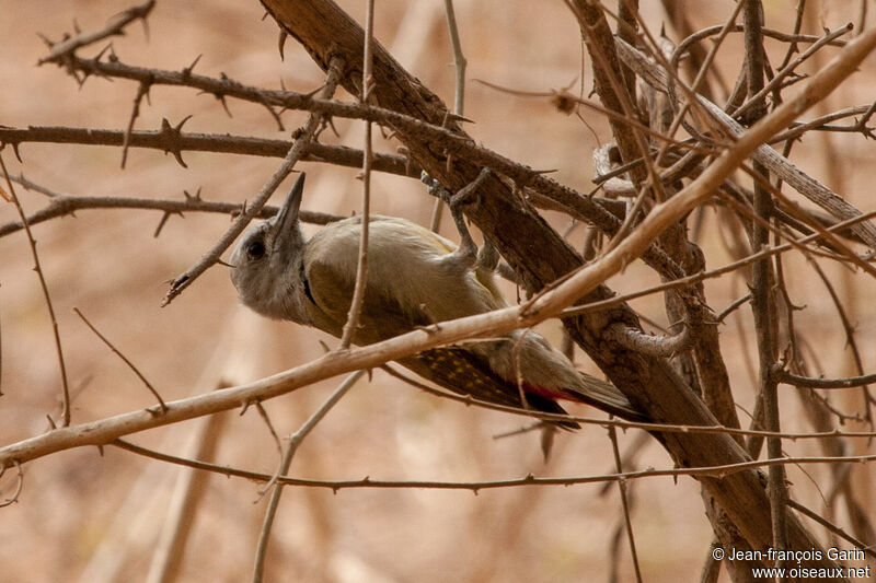 African Grey Woodpecker female