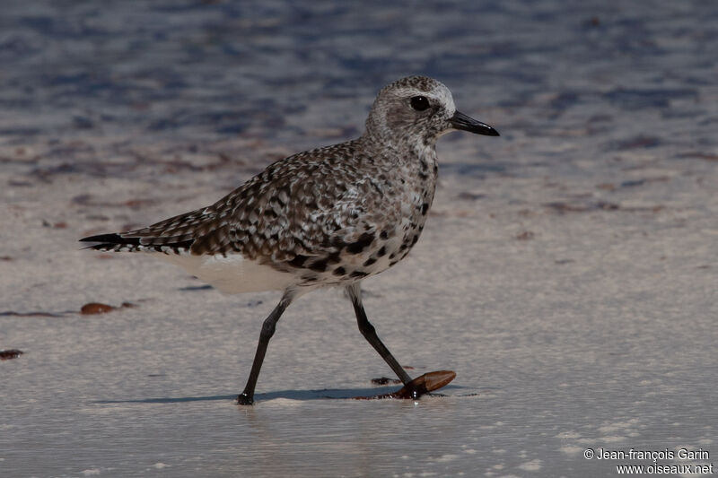 Grey Plover