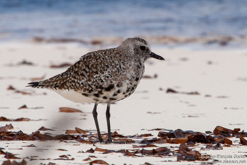 Grey Plover