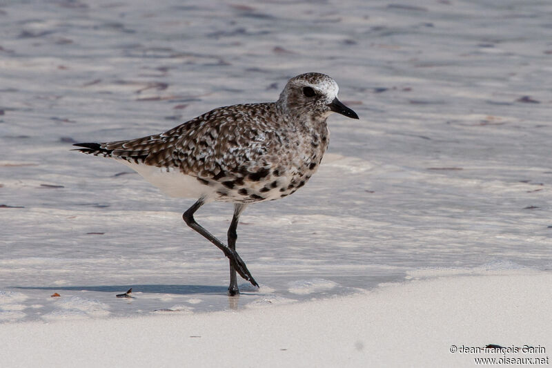 Grey Plover