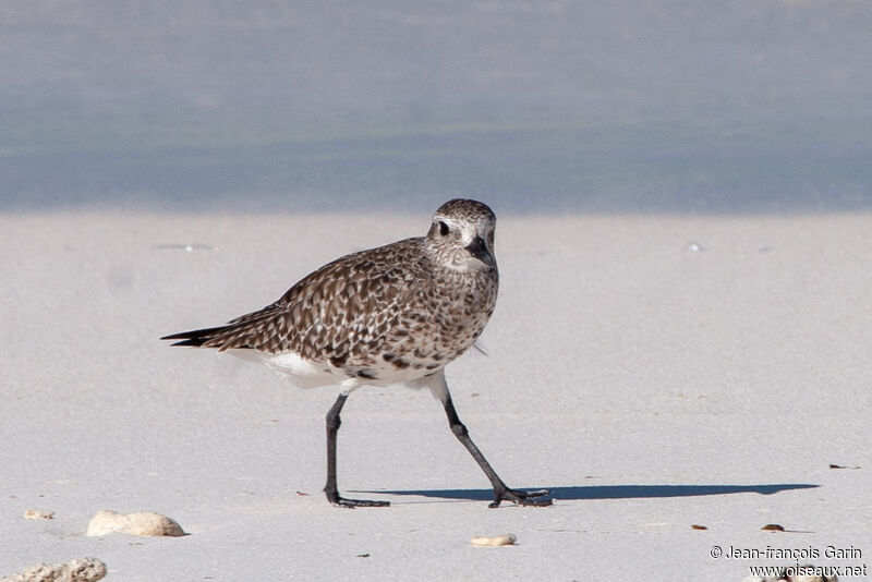 Grey Plover