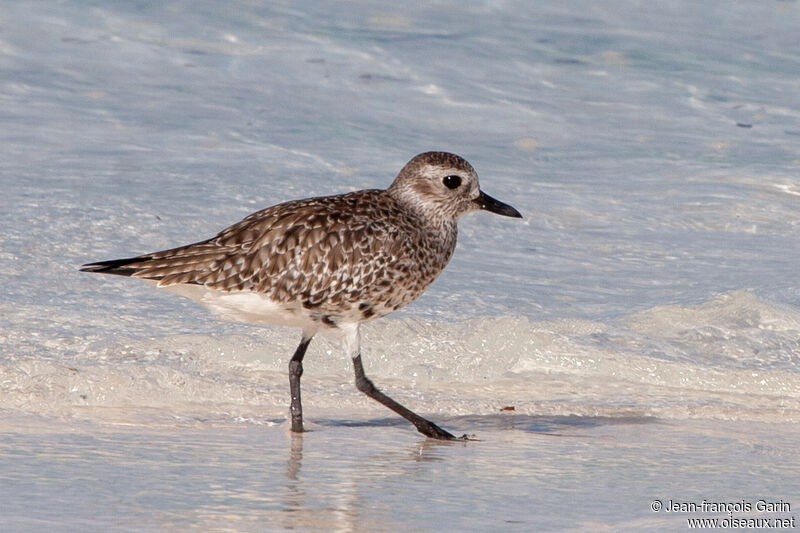 Grey Plover