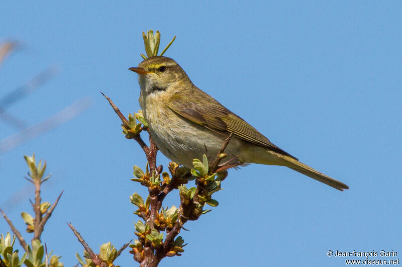 Willow Warbler