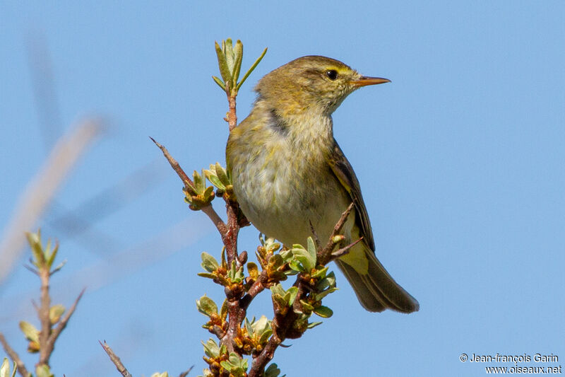 Willow Warbler