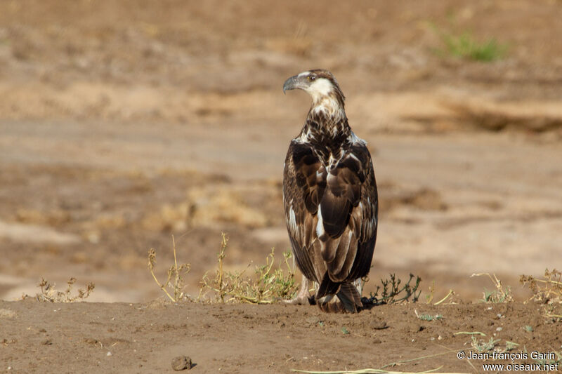 African Fish Eaglejuvenile