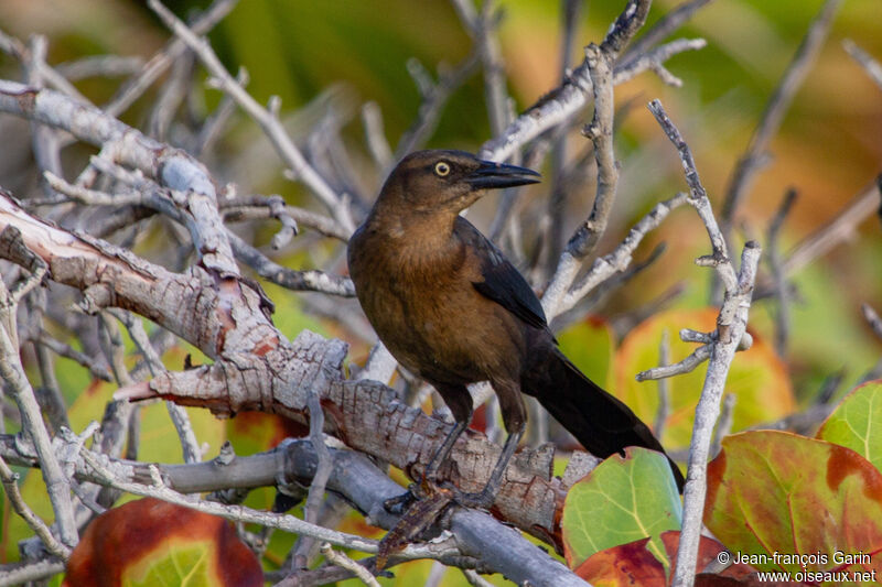 Great-tailed Grackle