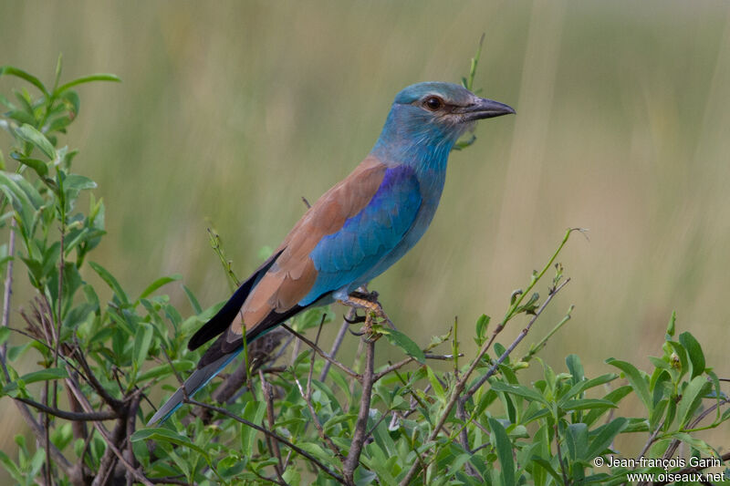 European Roller