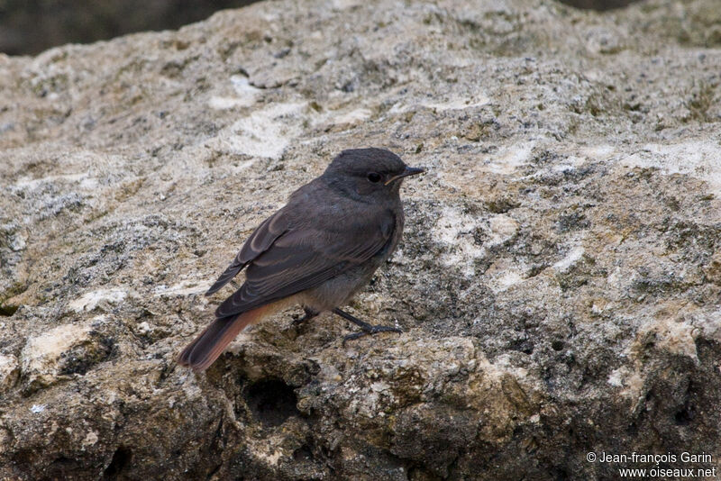 Black Redstartadult