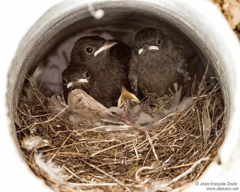 Black Redstart, Reproduction-nesting