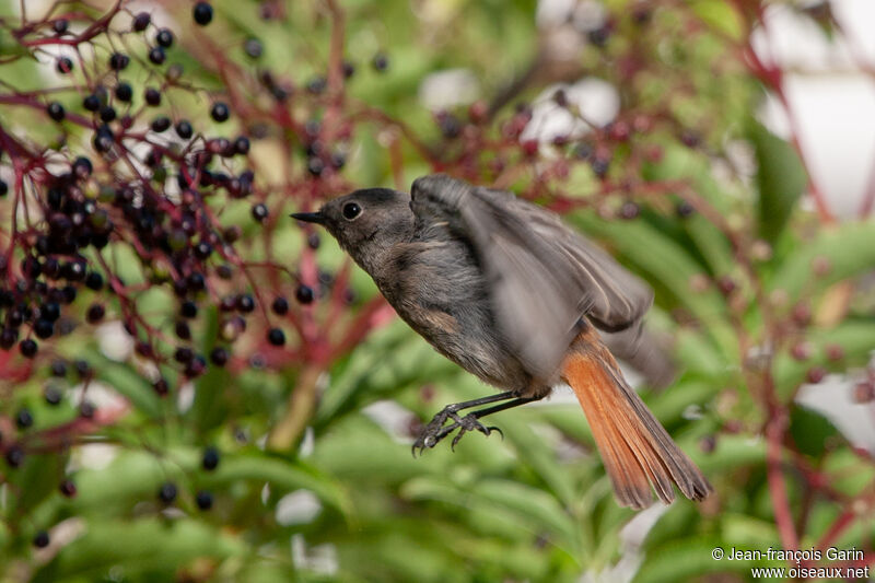 Black Redstartadult, feeding habits, eats