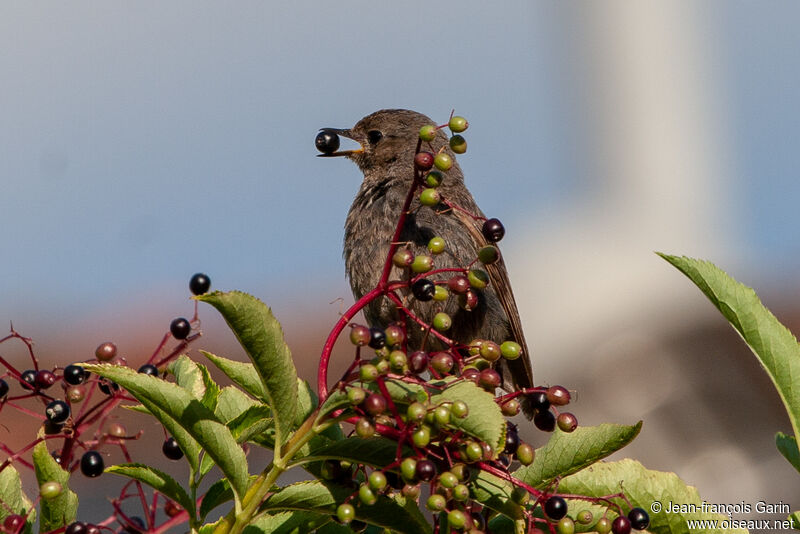 Black Redstartadult, feeding habits, eats