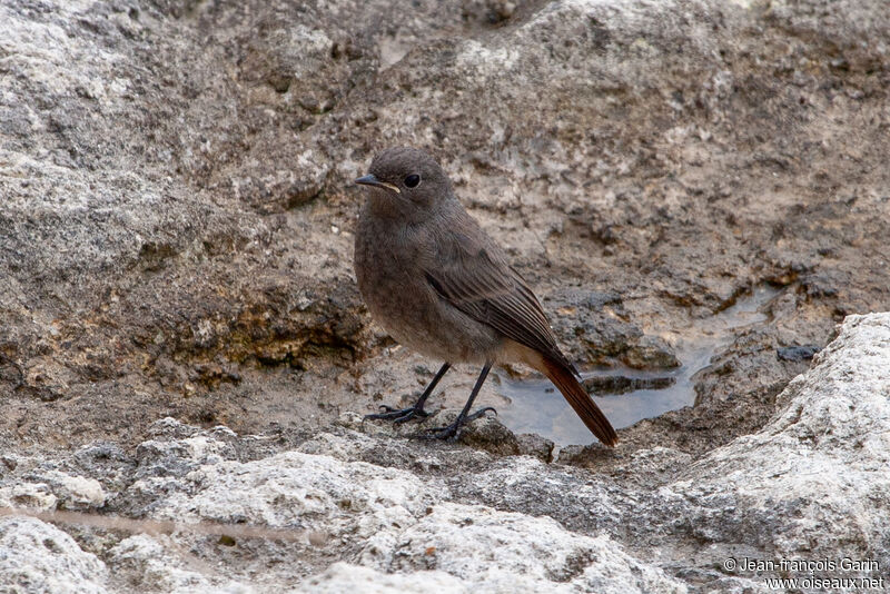 Black Redstartadult