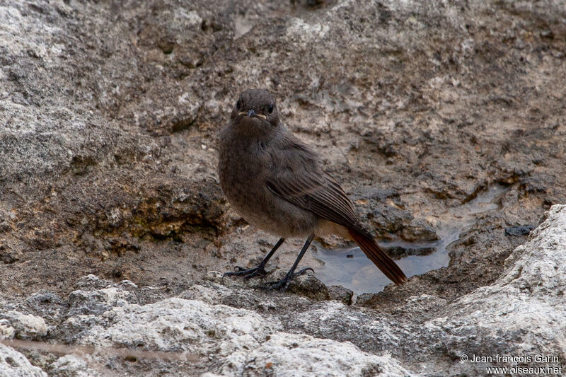 Black Redstartadult