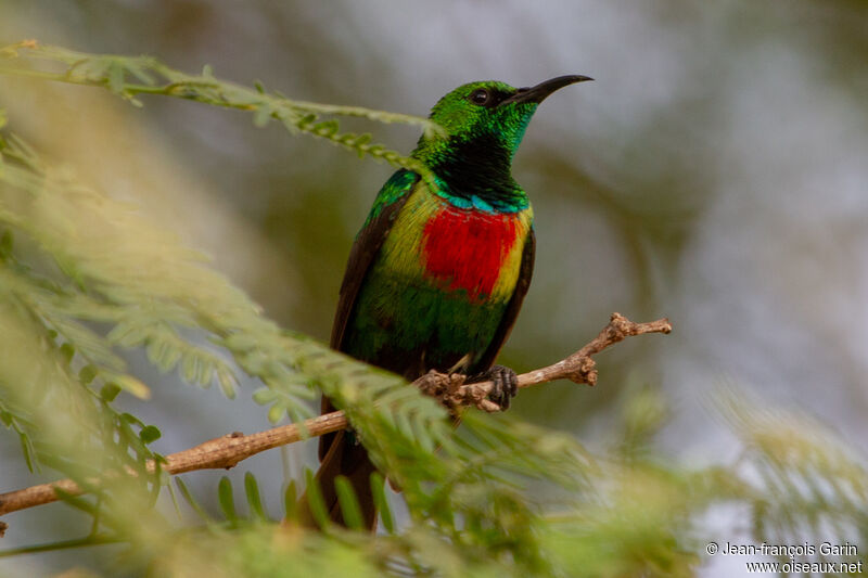 Beautiful Sunbird male