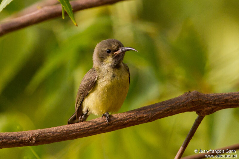 Beautiful Sunbird female