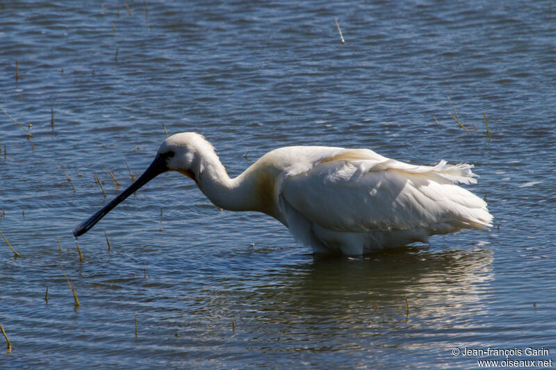 Eurasian Spoonbill