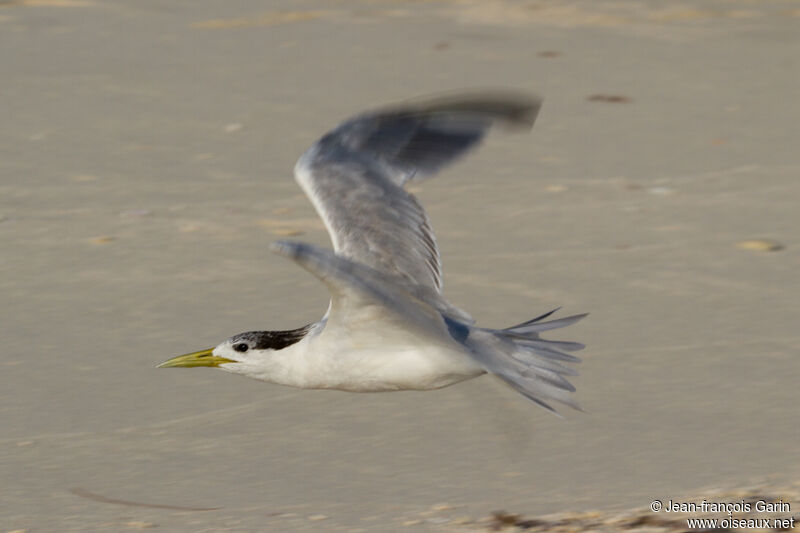 Greater Crested Tern, Flight