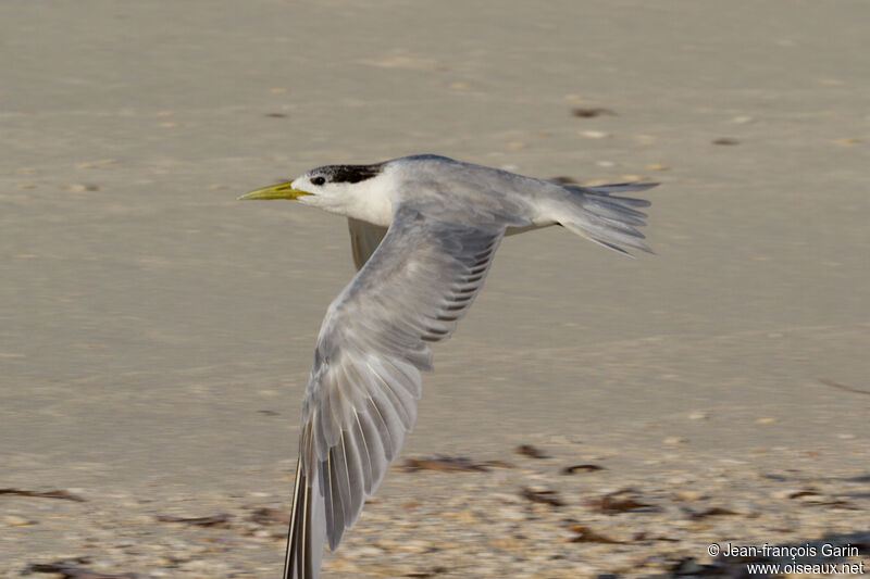 Greater Crested Tern