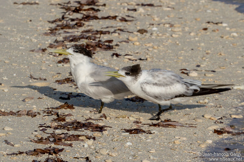 Greater Crested Tern