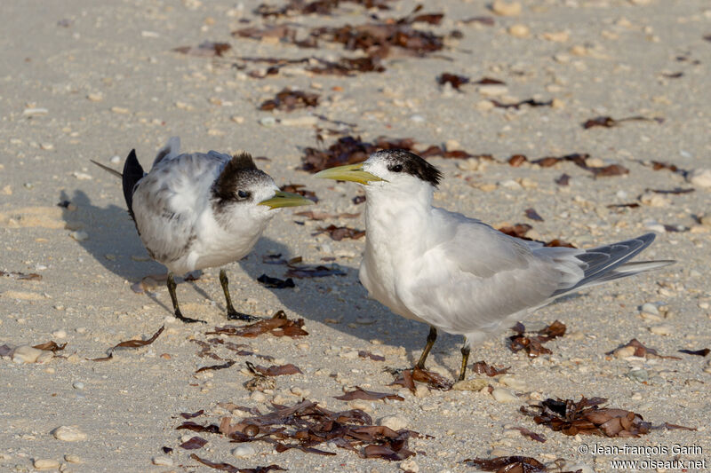 Greater Crested Tern