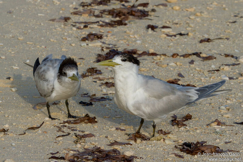 Greater Crested Tern