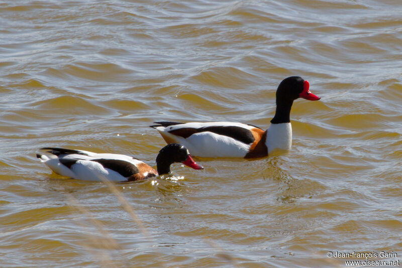 Common Shelduck