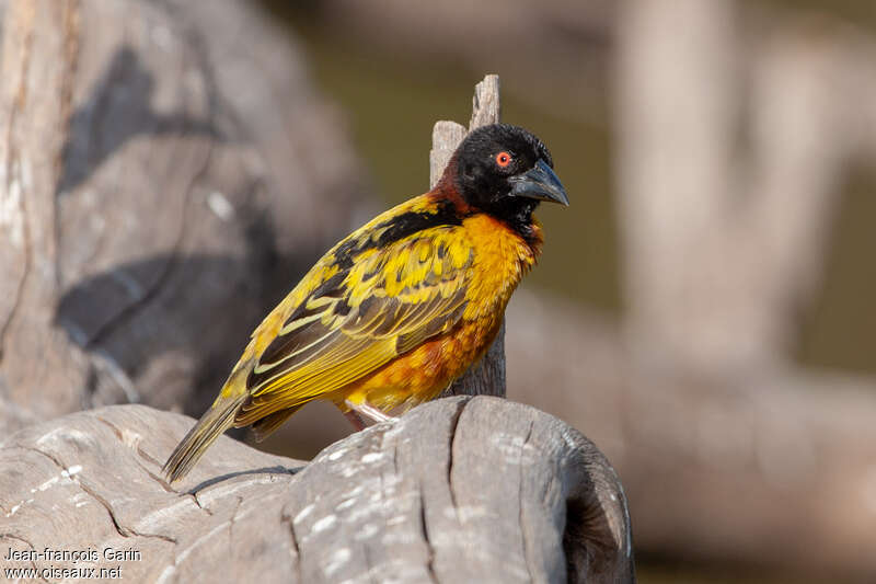 Village Weaver male adult breeding, identification