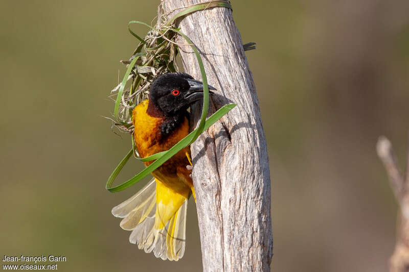 Village Weaver male adult breeding, Reproduction-nesting