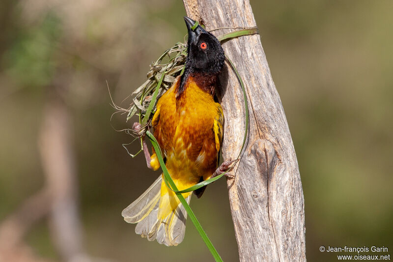 Village Weaver male adult breeding, Reproduction-nesting