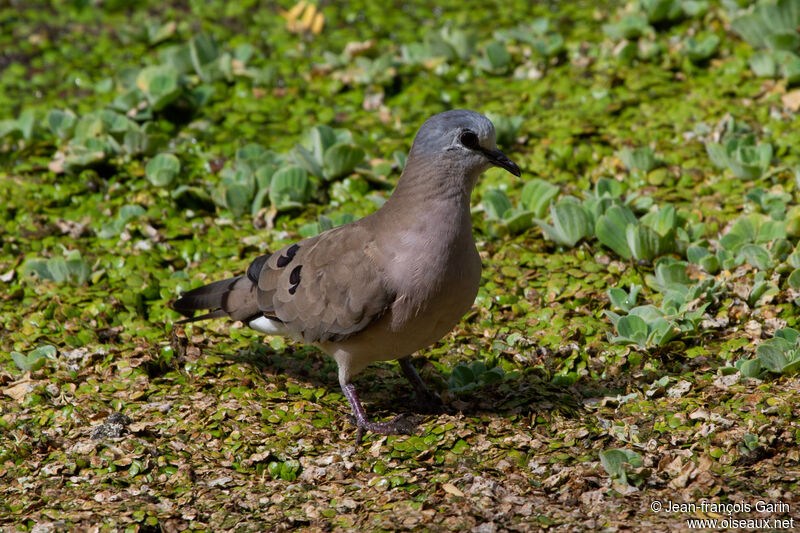 Black-billed Wood Dove