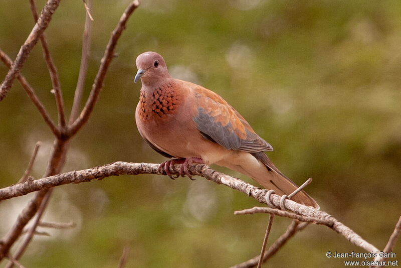 Laughing Dove