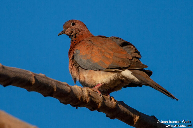 Laughing Dove