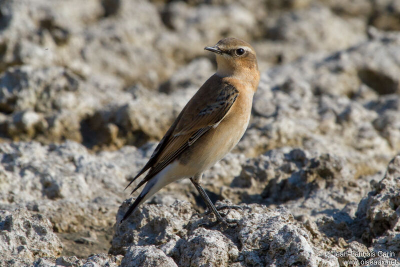 Northern Wheatear