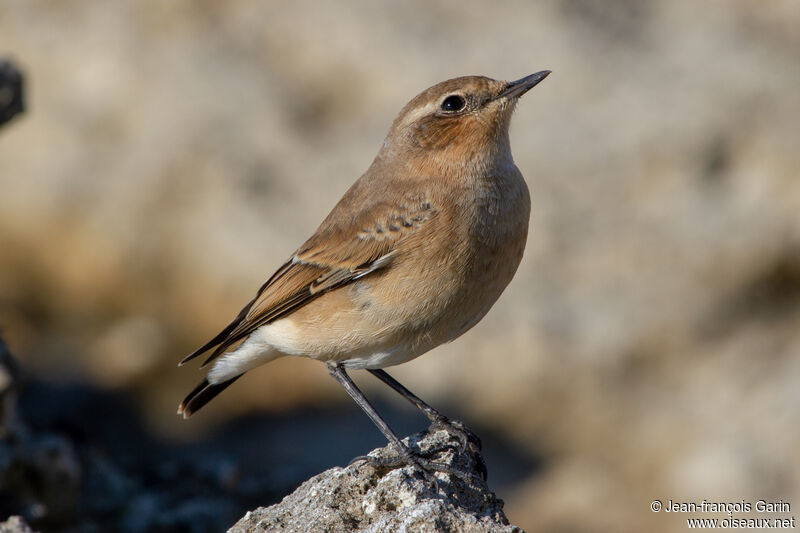 Northern Wheatear