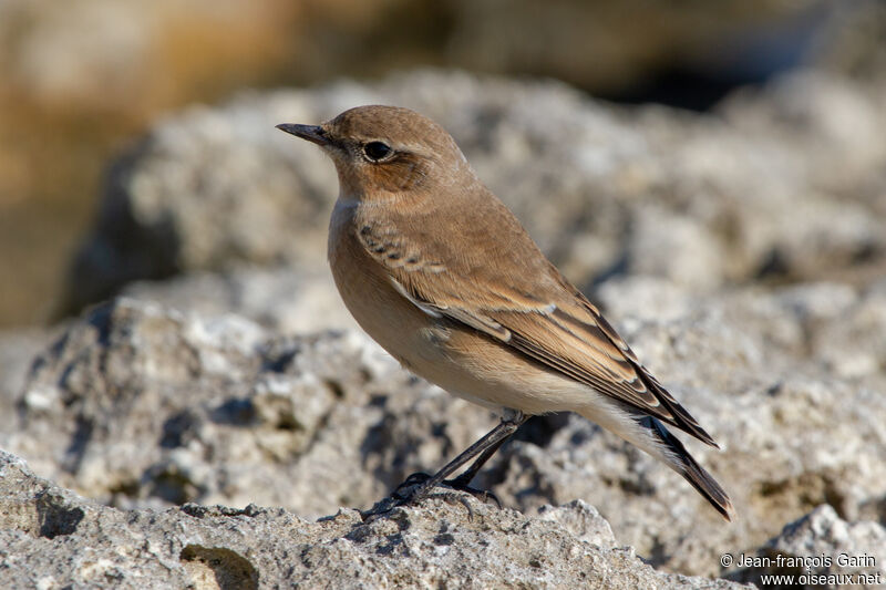 Northern Wheatear