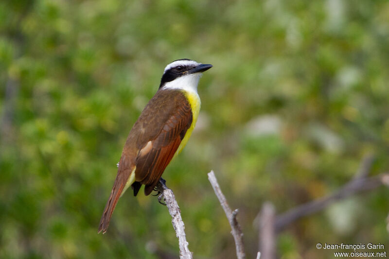 Great Kiskadee