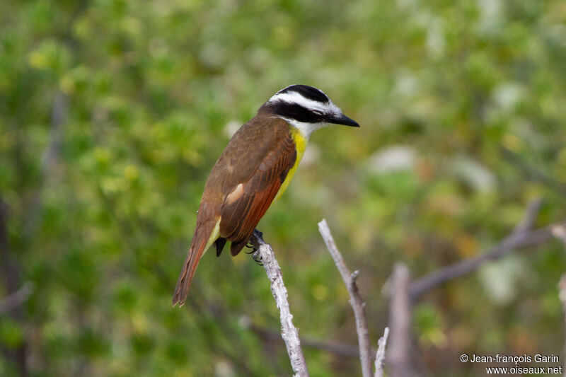 Great Kiskadee