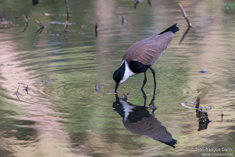 Spur-winged Lapwing