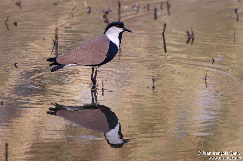 Spur-winged Lapwing