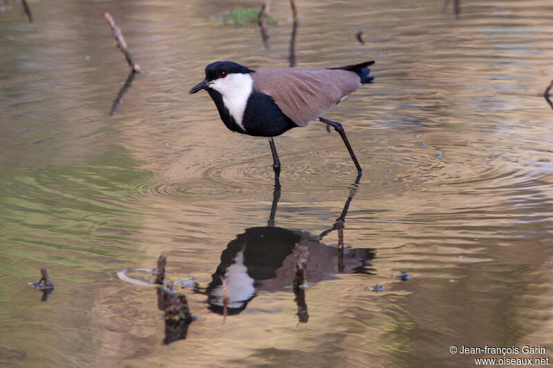 Spur-winged Lapwing