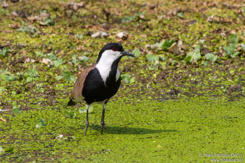 Spur-winged Lapwing