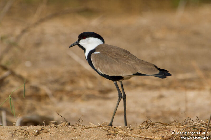 Spur-winged Lapwing