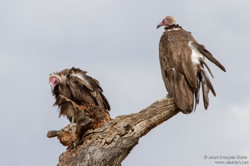 Vautour charognard