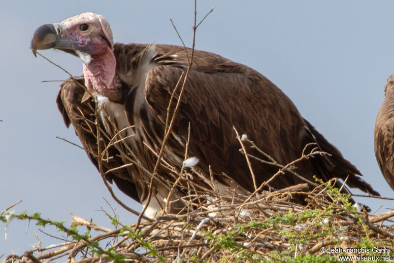 Lappet-faced Vulture